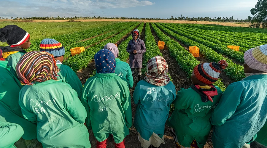 Farmers stand in a field