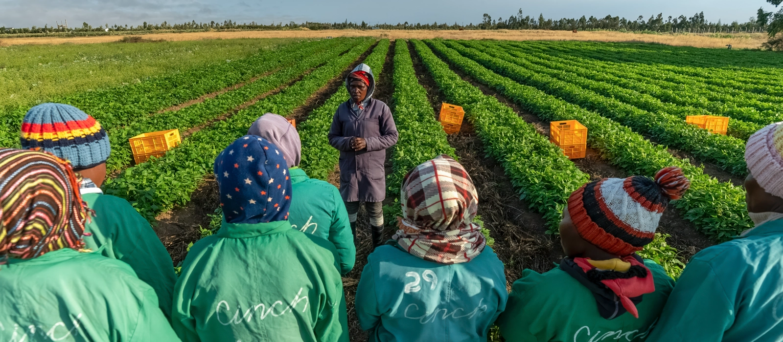 Cinch farmers stand in a field